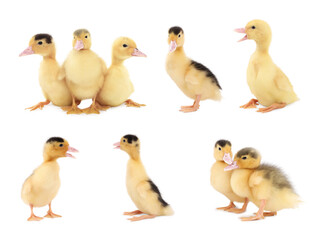 Collage with cute fluffy ducklings on white background. Baby animal