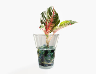 Red Aglonema, Aglaonema Red Lipstick, Red ruby ​​aglonema plant and colorful glass balls in clear glass vase on white background. 