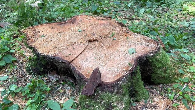 Stump from a freshly cut tree