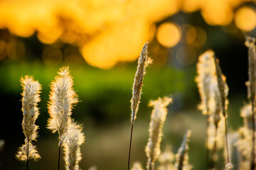 Colores del atardecer , últimos rayos de sol acariciando sus finos tallos y espigas.