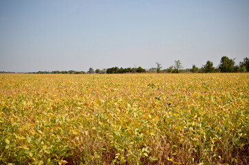 Soybean Field in Missouri 