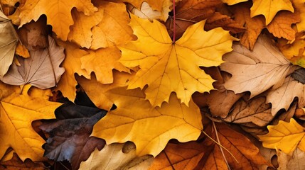 Naklejka na ściany i meble closeup background of autumnal leaves for web banner