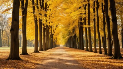 long row of trees in a beatiful park in autumn