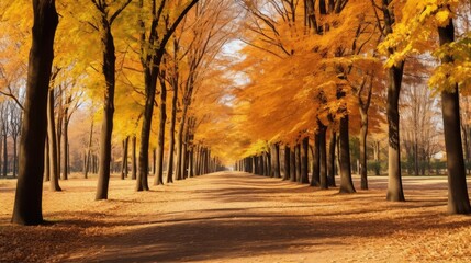 long row of trees in a beatiful park in autumn