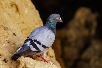 Felsentaube (Columba livia)