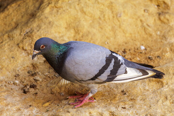 Felsentaube (Columba livia)