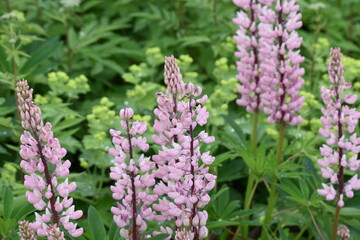 tall pink flowers surrounded by green foliage