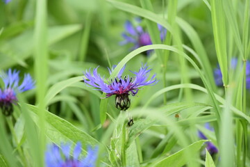 Cornflower that is purple in green spear like grass