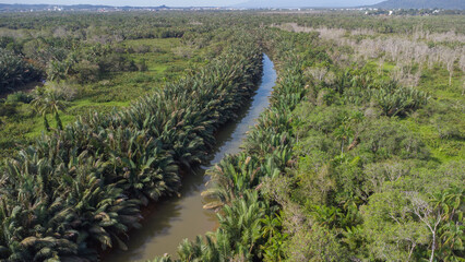 Aerial view of oil palm plantation surrounded by seba small river in south kalimantan, Palm oil industrial area