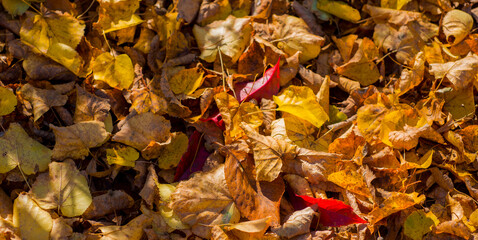 background of colorful autumn leaves