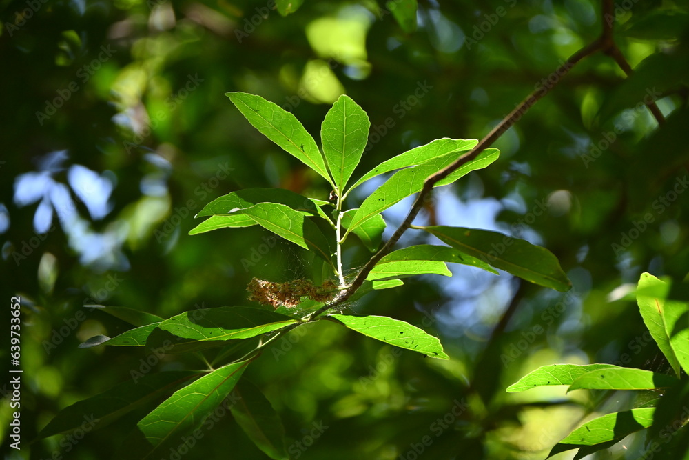 Canvas Prints Elaeocarpus sylvestris leaves. Elaeocarpaceae evergreen tree native to Japan. Flowering period is summer and fruiting period is from autumn to winter.