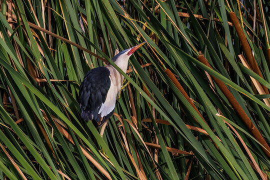 Zwergdommel (Ixobrychus minutus)