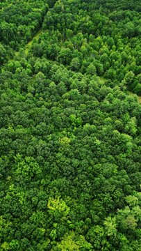 aerial landscape flyover of wilderness forest and tree tops