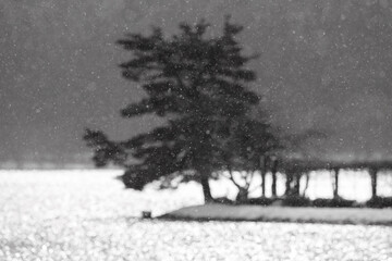 余呉湖, 雪, 降雪, 松, 湖面,...