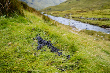 Natural sheep droppings fertilize the lush green meadow in a serene rural pasture