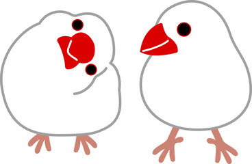 文鳥 Java sparrow