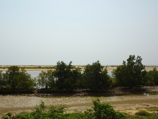 Mangrove thicket in Toliara (Madagascar)