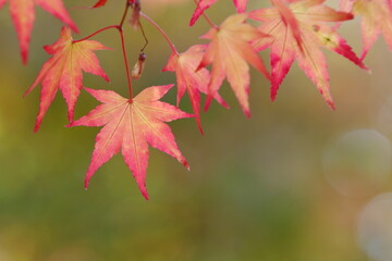 かえでの紅葉のクローズアップ