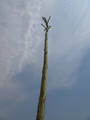 Plant trunks that grow straight into the blue sky in Arboretum d'Antsokay (Toliara, Madagascar)