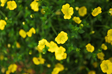 Beautiful small yellow flowers bush tree on green leaf. Natural background. enjoy the relaxing nature concept. 