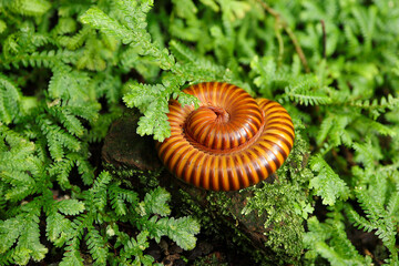 Close up Giant millipedes, 