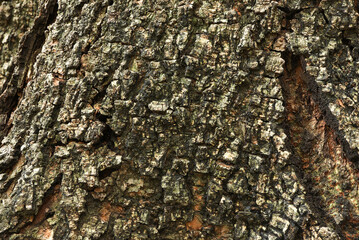 Close-up of Relief texture of the brown of a tree. tree bark texture, Bark of brown hardwood.Texture of the tree.