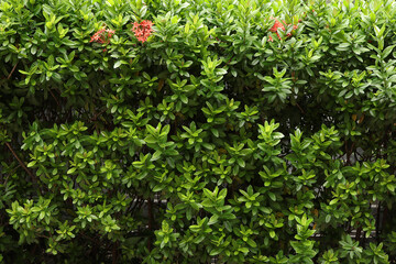 Red spike flower. King Ixora blooming (Ixora chinensis). Red flower, Ixora coccinea. Background...