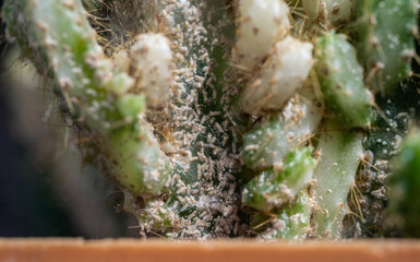 Close up of fairy castle cactus (Cereus tetragonus) having problem with scale insect attached and...