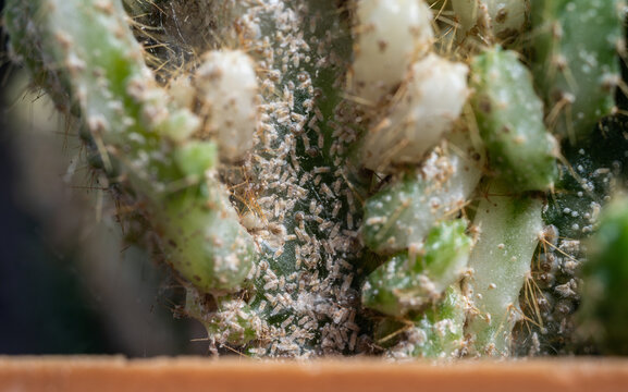 Close up of fairy castle cactus (Cereus tetragonus) having problem with scale insect attached and sucking sap from this plant.