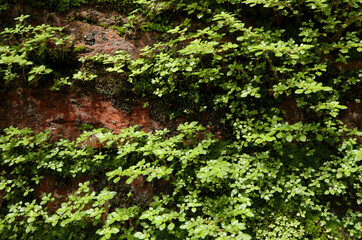 Small green trees growing on an wall. close up green plant in the natural wind. Beautiful plant texture in nature. enjoy the relaxing nature concept. 