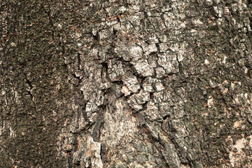 Close-up of Relief texture of the brown of a tree. tree bark texture, Bark of brown hardwood.Texture of the tree.
