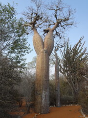 [Madagascar] Baobab tree "Fony" shaped like a frog's leg in Arboretum d'Antsokay (Toliara)