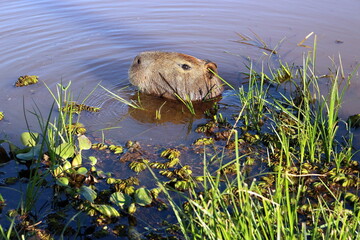 turtle in the grass the nature 
