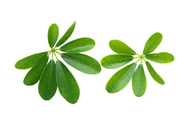 Beautiful green leave of Schefflera Actinophylla plant, Octopus Tree, Umbrella Tree or Schefflera Arboricola isolated on white background with clipping path. 
