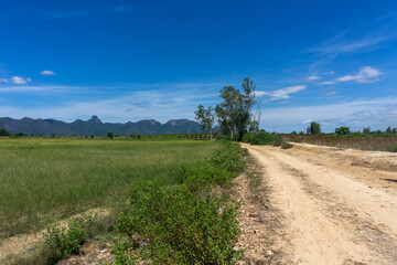 Green rice fields surrounded by mountain views