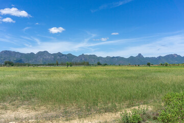 Green rice fields surrounded by mountain views