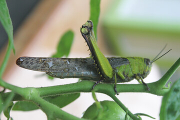 a green grasshopper perched on a tomato branch