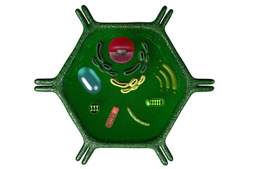 Plant cell illustration in 3d. 