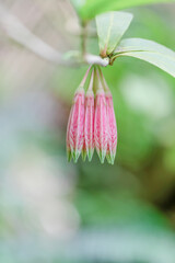 Agapetes flowers blooming on nature blurred background