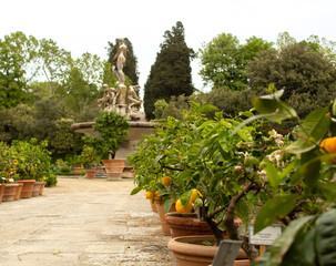 citrus trees in a garden