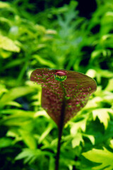 酸素を放出する水草　クリプトコリネ・ブラッシー　水草　アクアリウム