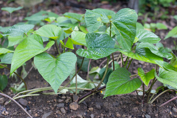 Sweet potato crops grows in field.