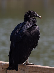 Sunlit Black Vulture Perched on a Beam and Photographed from Behind