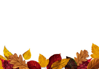 composition of autumn colorful leaves on a white or invisible png background copy space vertical...