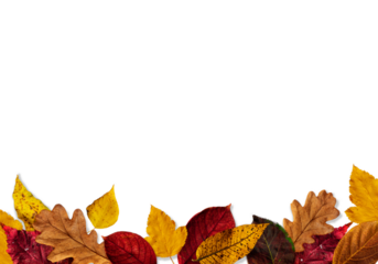 composition of autumn colorful leaves on a white or invisible png background copy space vertical poster composition