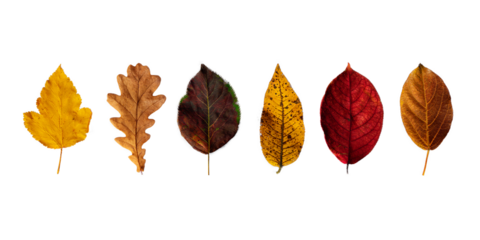 Autumn colorful collection of leaves isolated on a white  or invisible png background