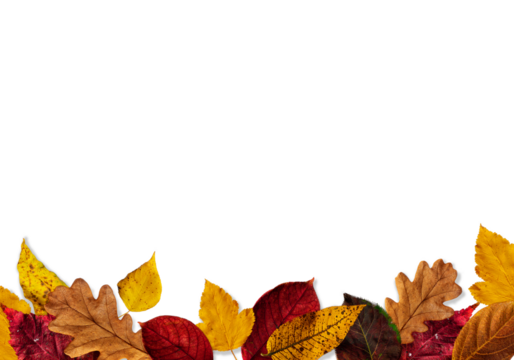 composition of autumn colorful leaves on a white or invisible png background copy space vertical poster composition