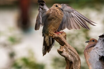 Doves on a branch