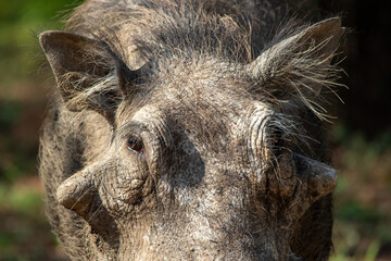 Naklejka na ściany i meble Close up on the snout of a common warthog