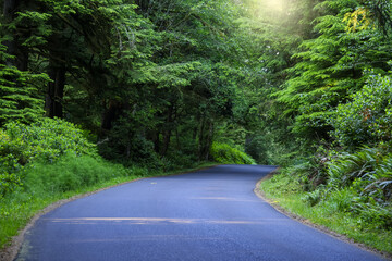 Scenic drive through Oregon dense rain forest in summer time.